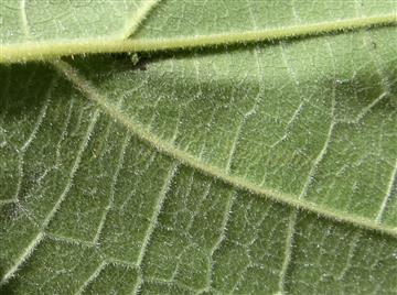  Leaf (Abaxial view)